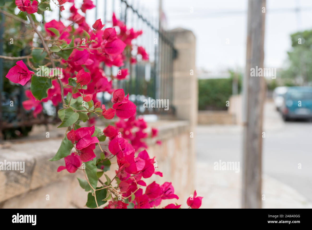 Spanish flowers on house wall red Stock Photo Alamy