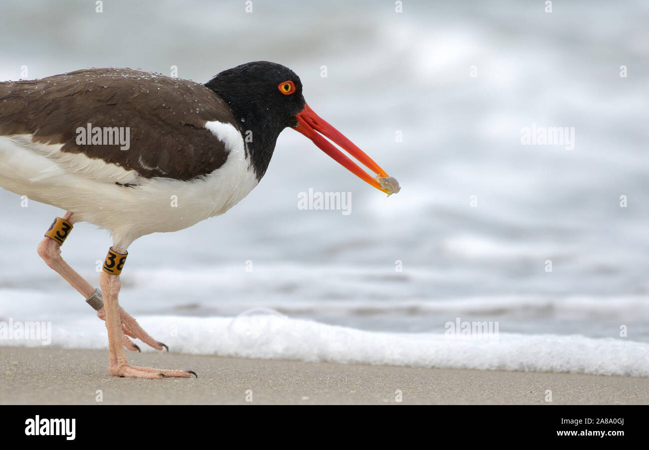 Oystercatcher With a Sand Flea On the Downslope of a Cape May Beach Stock Photo