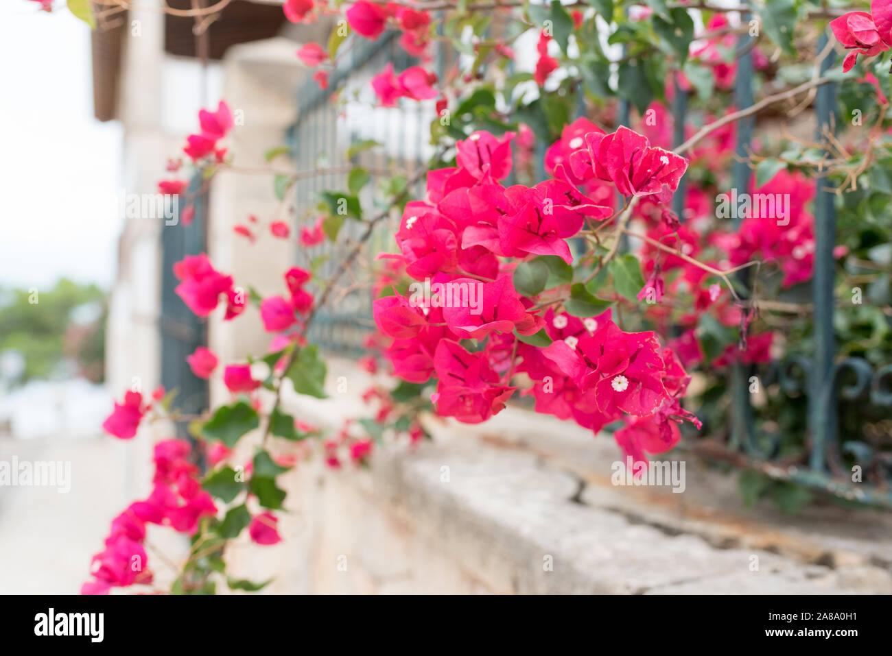 Spanish flowers on house wall red Stock Photo Alamy