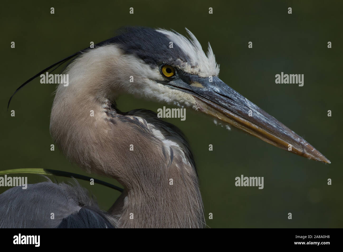 Great Blue Heron Portrait On a Rural New Jersey Pond With Green Duckweed Background Stock Photo