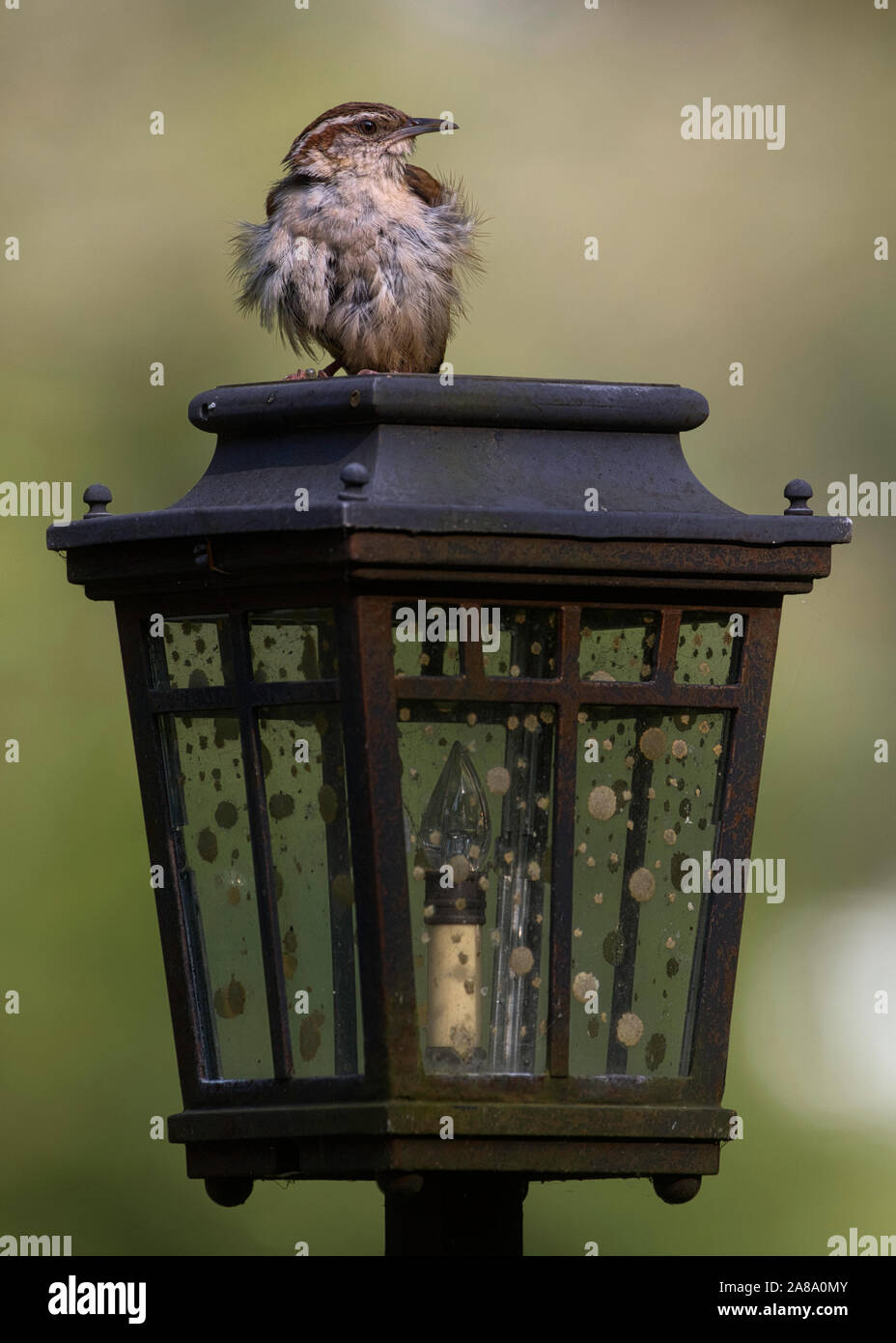 Carolina Wren Perched Atop a Porch Lamp In Hunterdon County, New Jersey Stock Photo