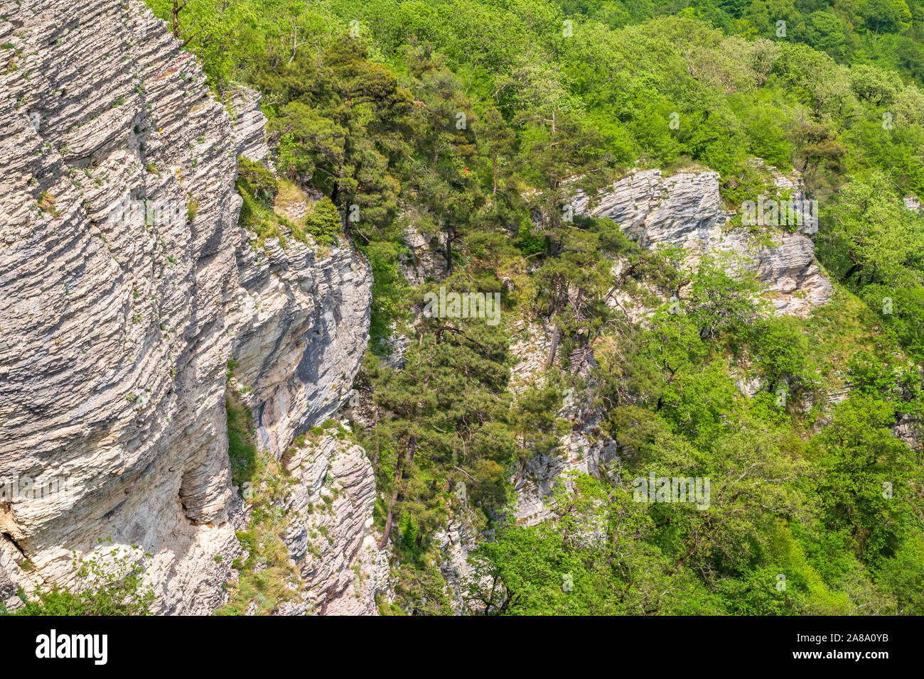 Rocky cliff in dense green forest. Spring colors in the mountain forest ...