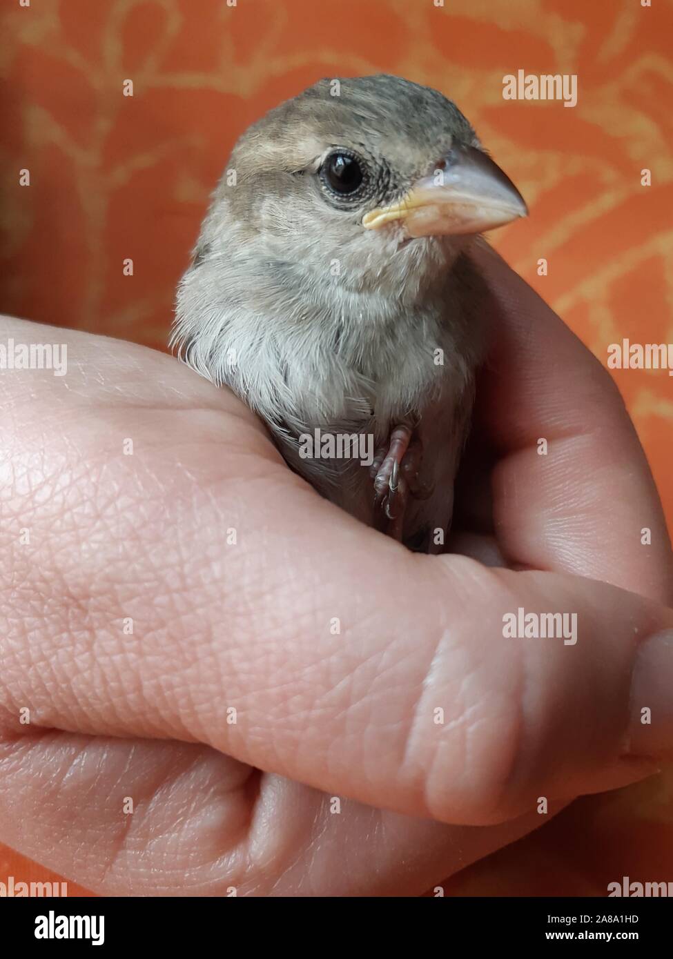 Small sparrow cuddled by a female hand Stock Photo