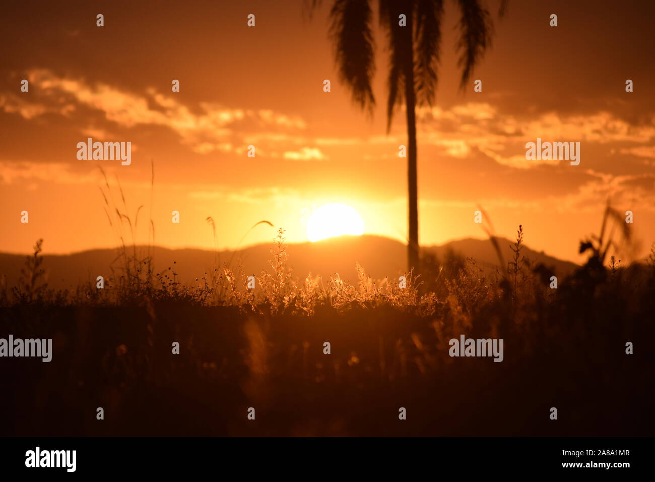 beautiful sunset in the field Stock Photo