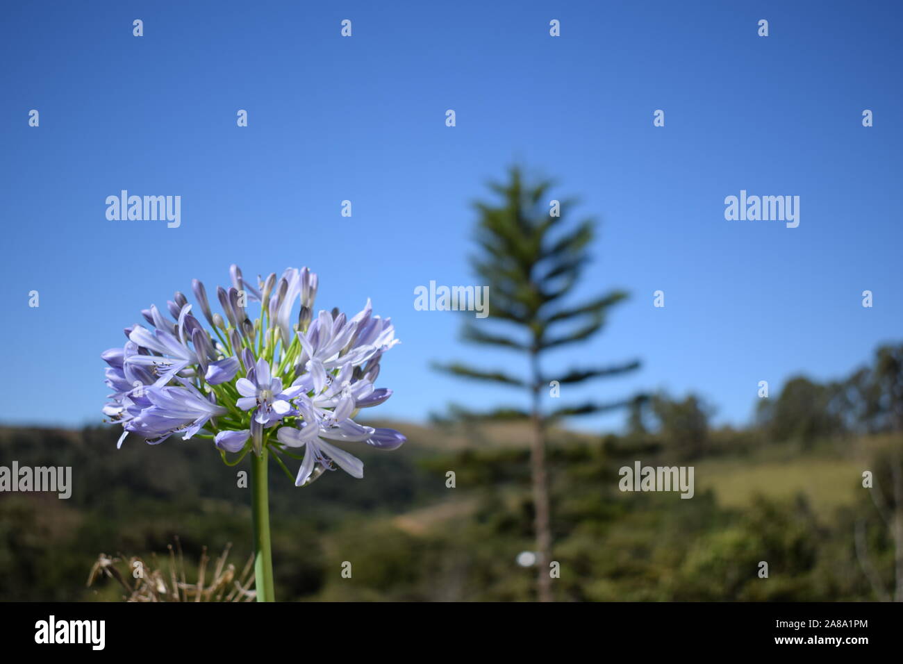flower, pine and blue sky Stock Photo