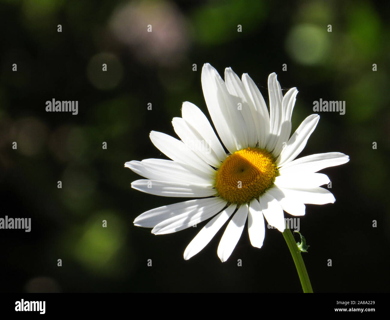 daisy with white petals in the sun Stock Photo