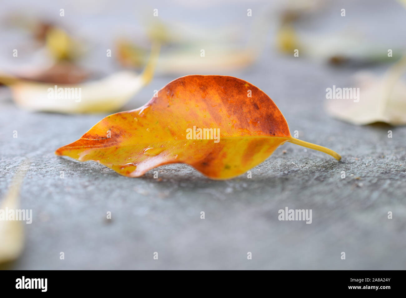 a fallen leaf on the ground Stock Photo