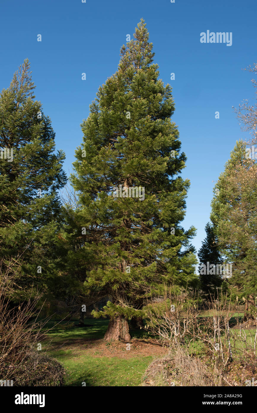 Giant Sequoia, Giant Redwood, Sierra Redwood, Wellingtonia, Big Tree (Sequoiadendron giganteum) in a Park Stock Photo