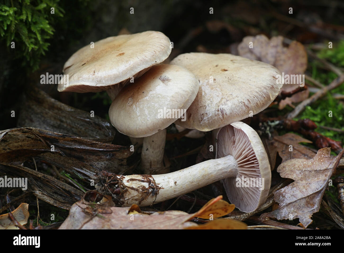 Cortinarius lucorum, a webcap mushrooms sfrom Finland Stock Photo