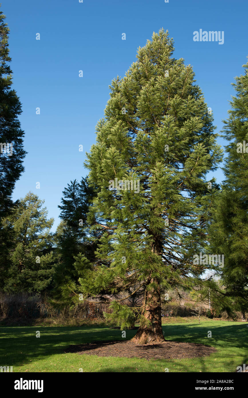 Giant Sequoia, Giant Redwood, Sierra Redwood, Wellingtonia, Big Tree (Sequoiadendron giganteum) in a Park Stock Photo