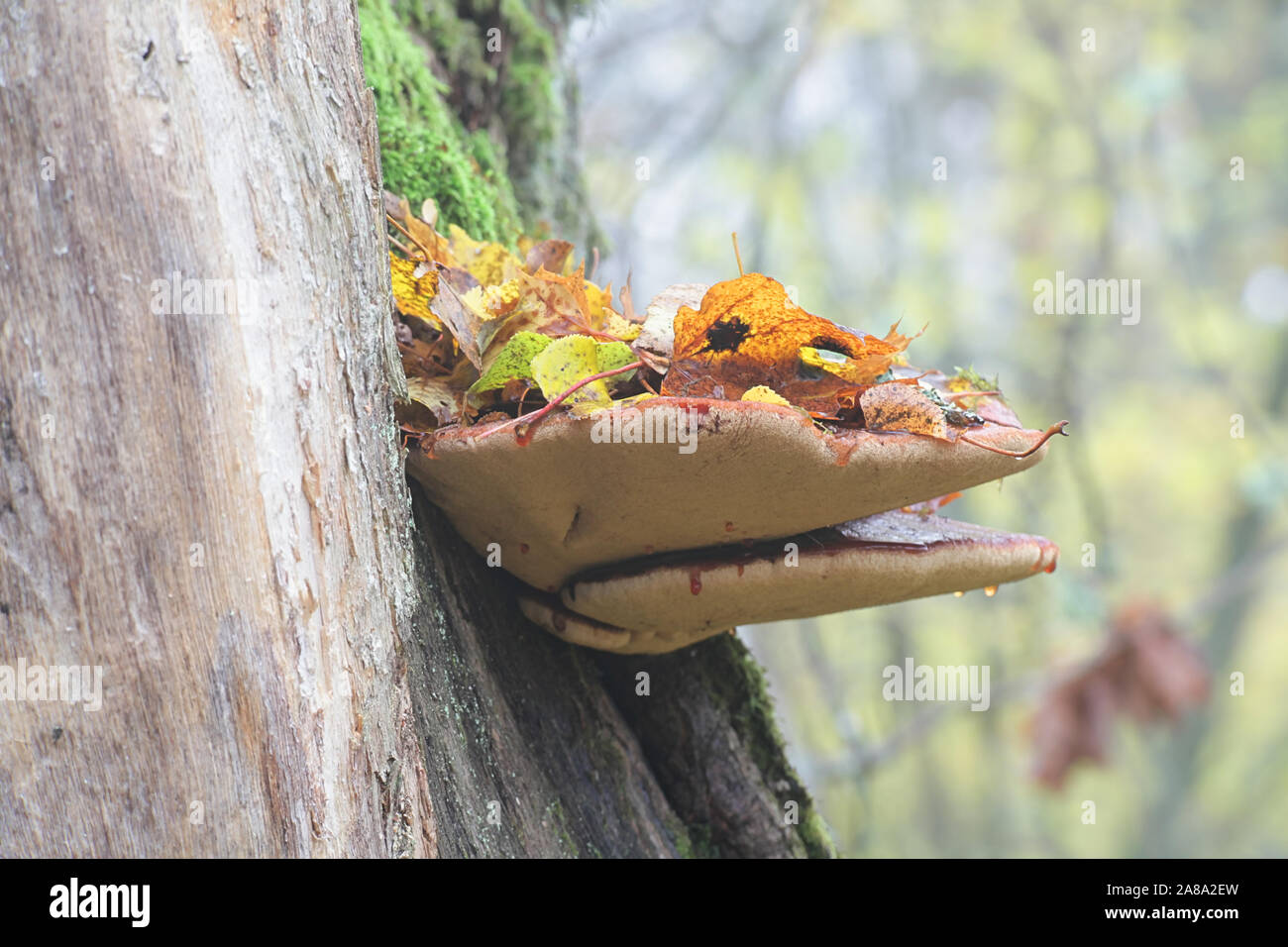 Fistulina hepatica, known as beefsteak fungus, beefsteak polypore, ox tongue, or tongue mushroom, growing on oak in Finland Stock Photo