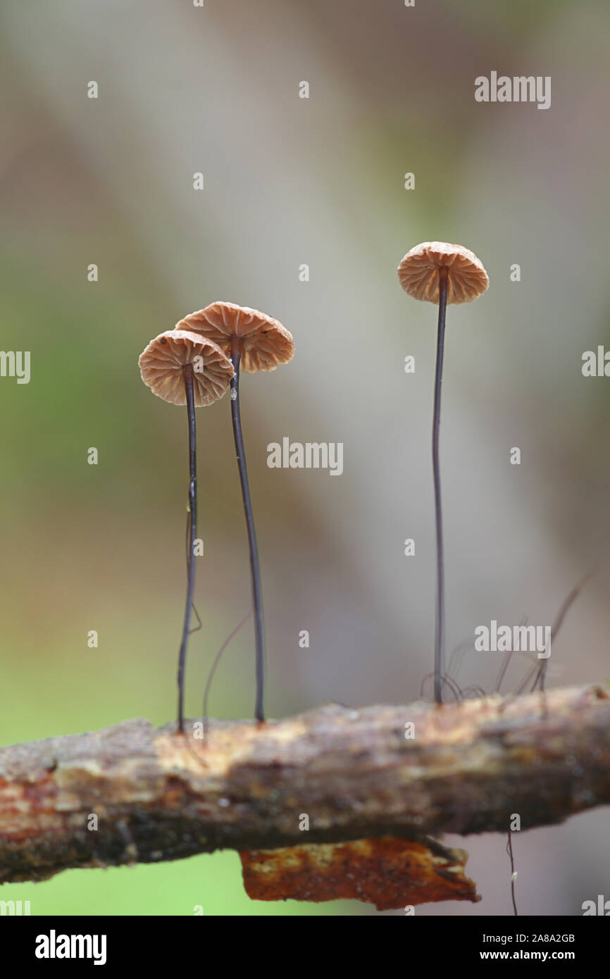 Gymnopus Androsaceus Known As Horsehair Parachute Mushroom Stock Photo gymnopus-androsaceus-known-as-horsehair-parachute-mushroom-stock-photo