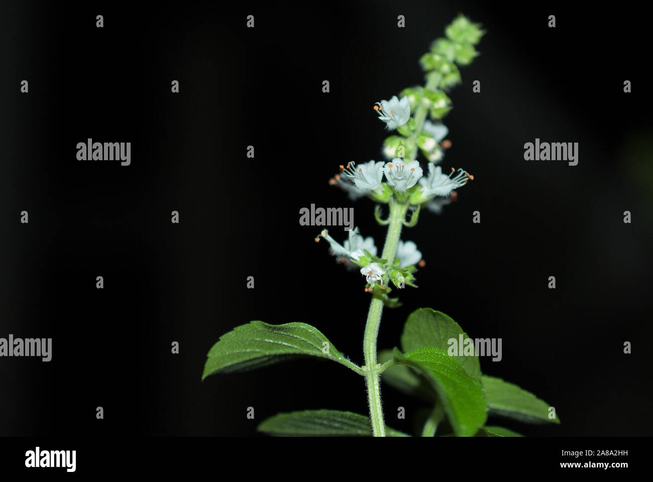basil flower with black background for text Stock Photo