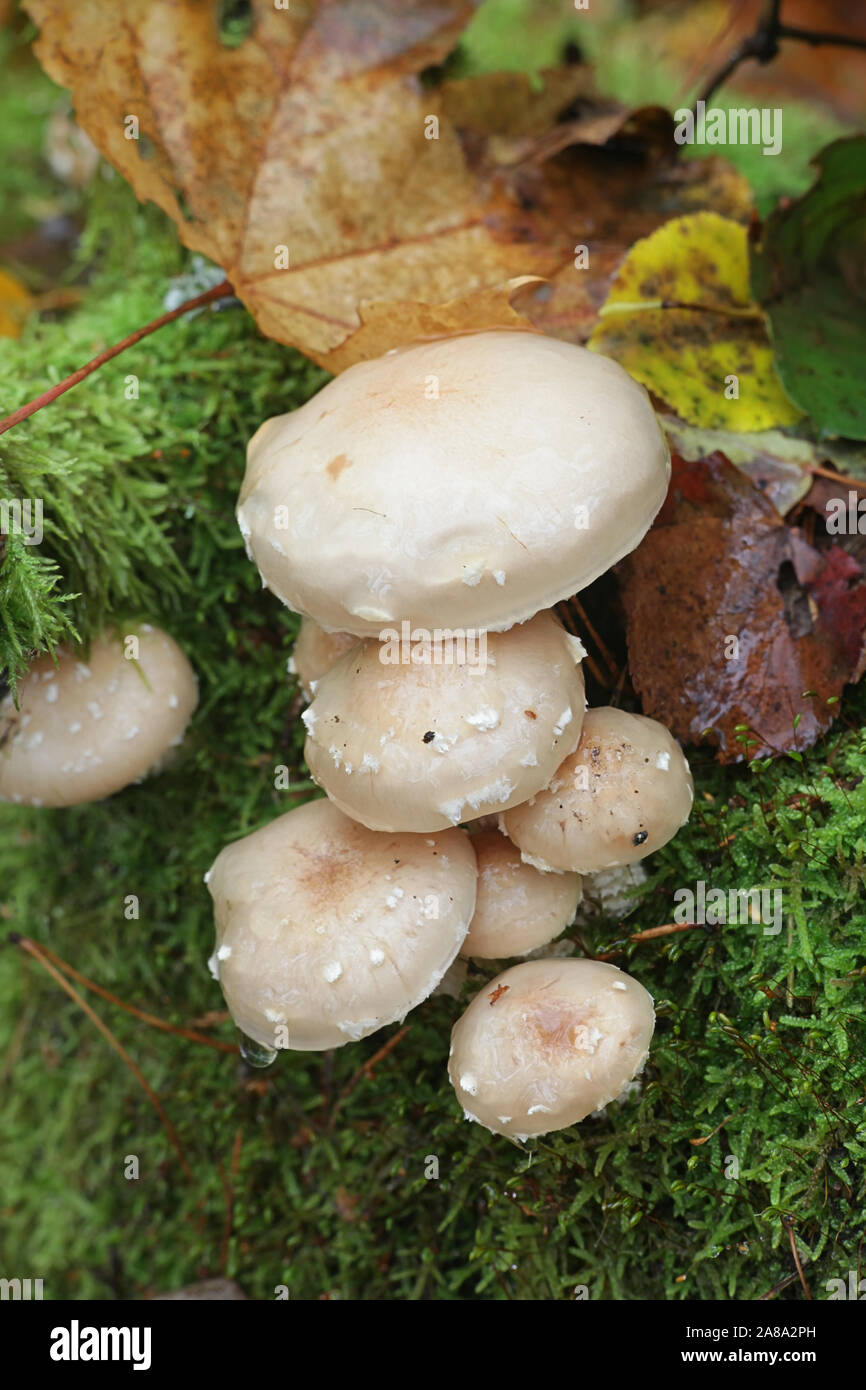 Pholiota lenta, known as slimy scalycap or slimy Pholiota, wild