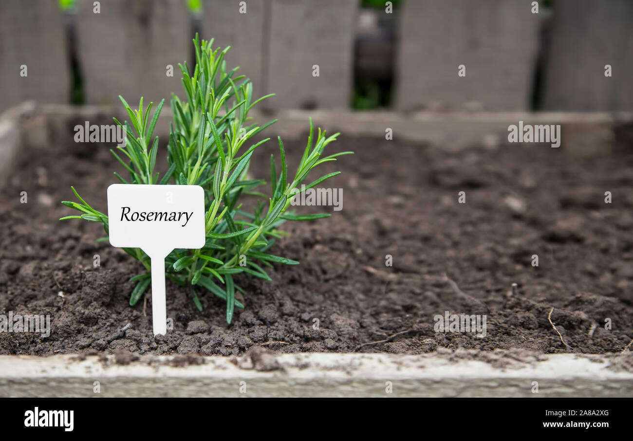 Rosemary herb in the garden with label Stock Photo Alamy