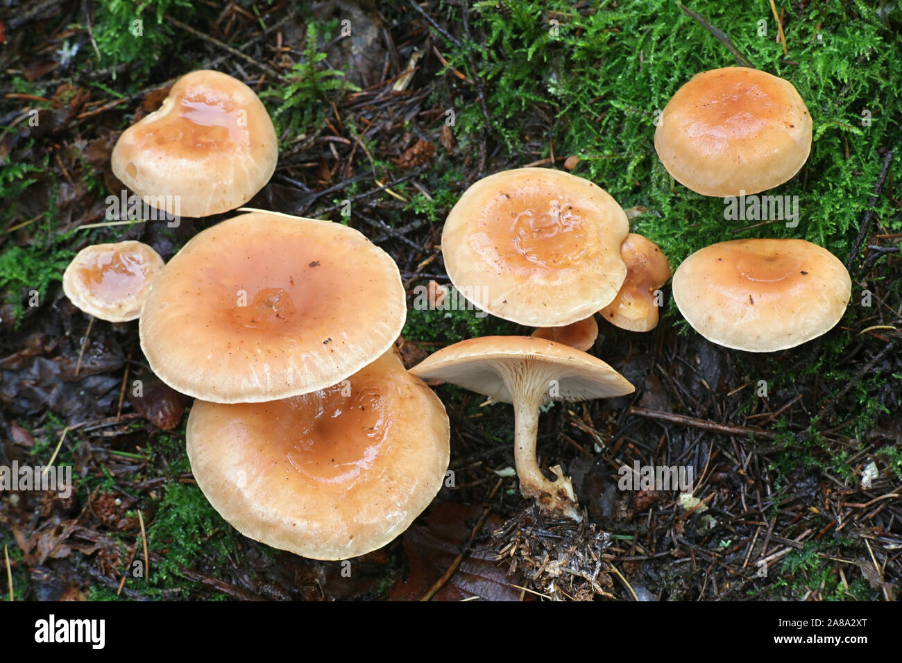 Lepista inversa, known as Tawny Funnel, wild mushroom from Finland Stock Photo