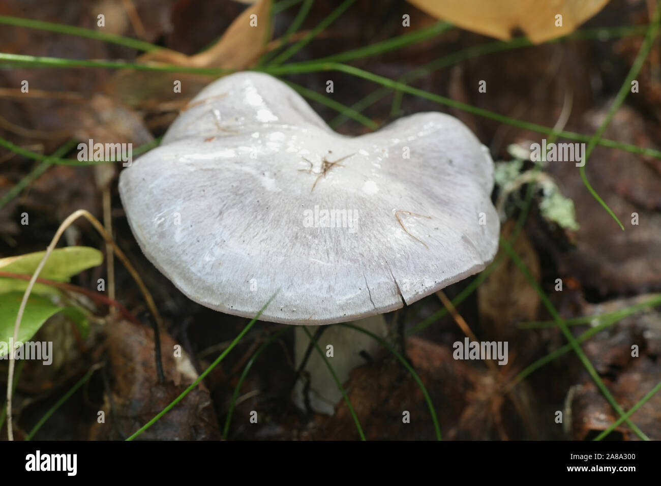 Cortinarius alboviolaceus, known as Pearly Webcap or  Silvery-violet Cort, wild mushroom from Finland Stock Photo