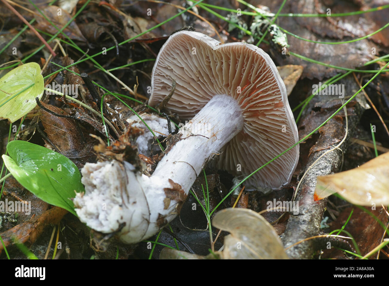 Cortinarius alboviolaceus, known as Pearly Webcap or  Silvery-violet Cort, wild mushroom from Finland Stock Photo