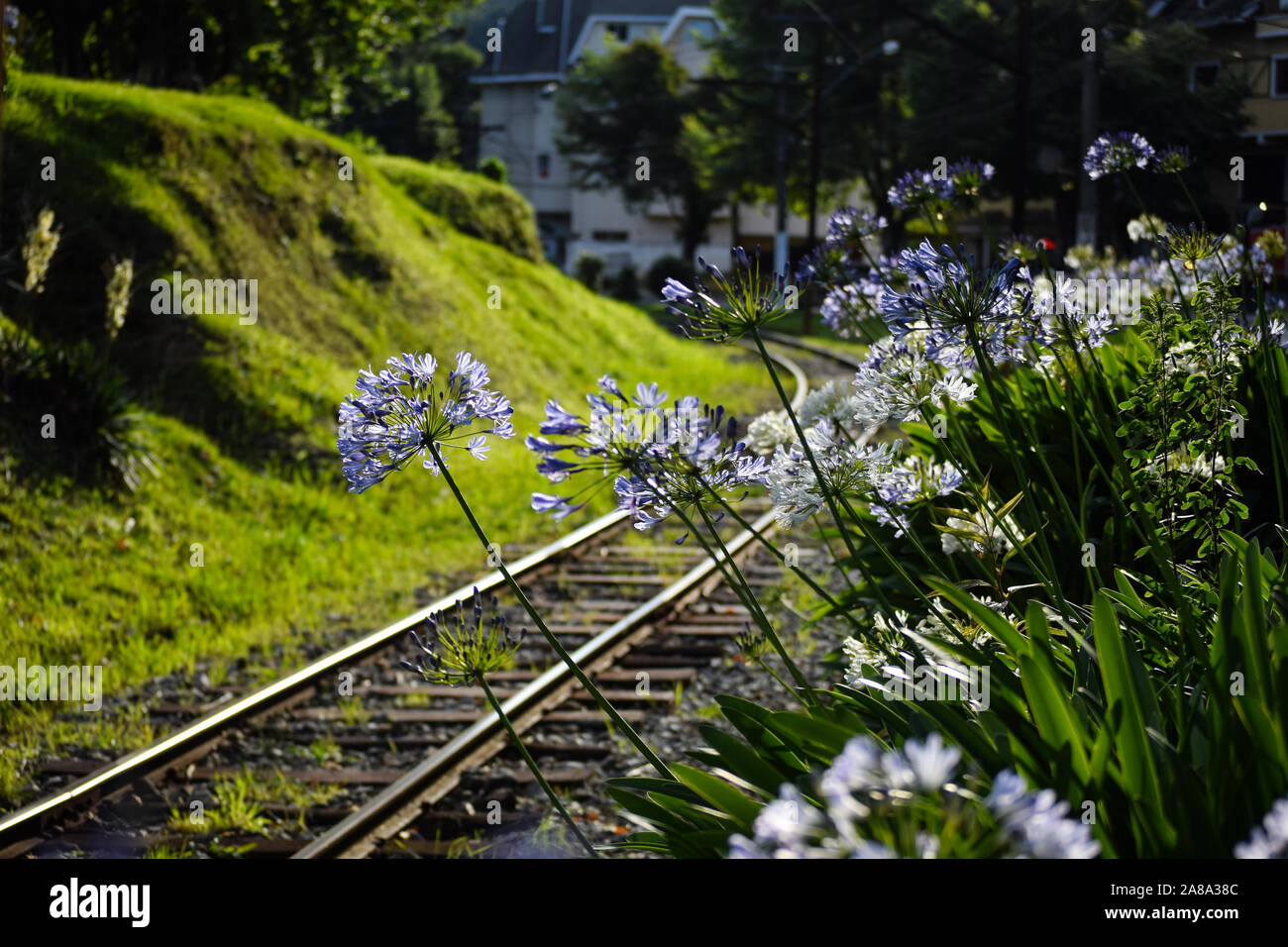 train line surrounded by grass and flowers Stock Photo