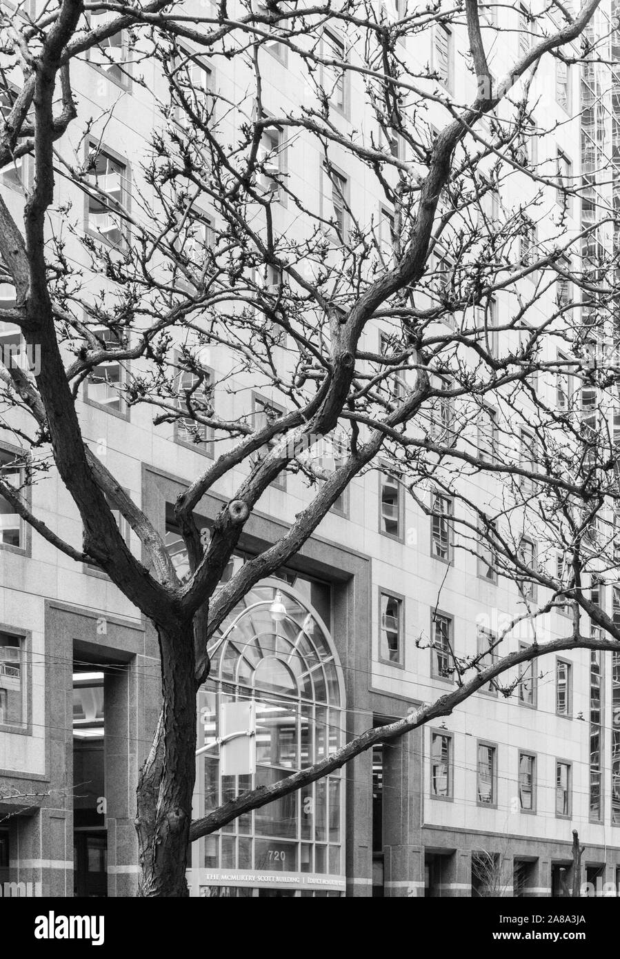 Stark trees, bare of leaves, become random graphic design elements in front of angular buildings, doorways and windows in a city downtown urban core Stock Photo