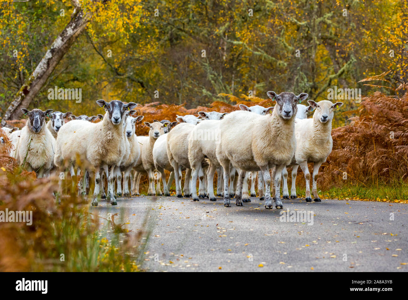 Flock of Highland Mule sheep.  Ewes and their full grown lambs on single track road in Glen Strathfarrar, in the Scottish Highlands.  Season:  Autumn. Stock Photo