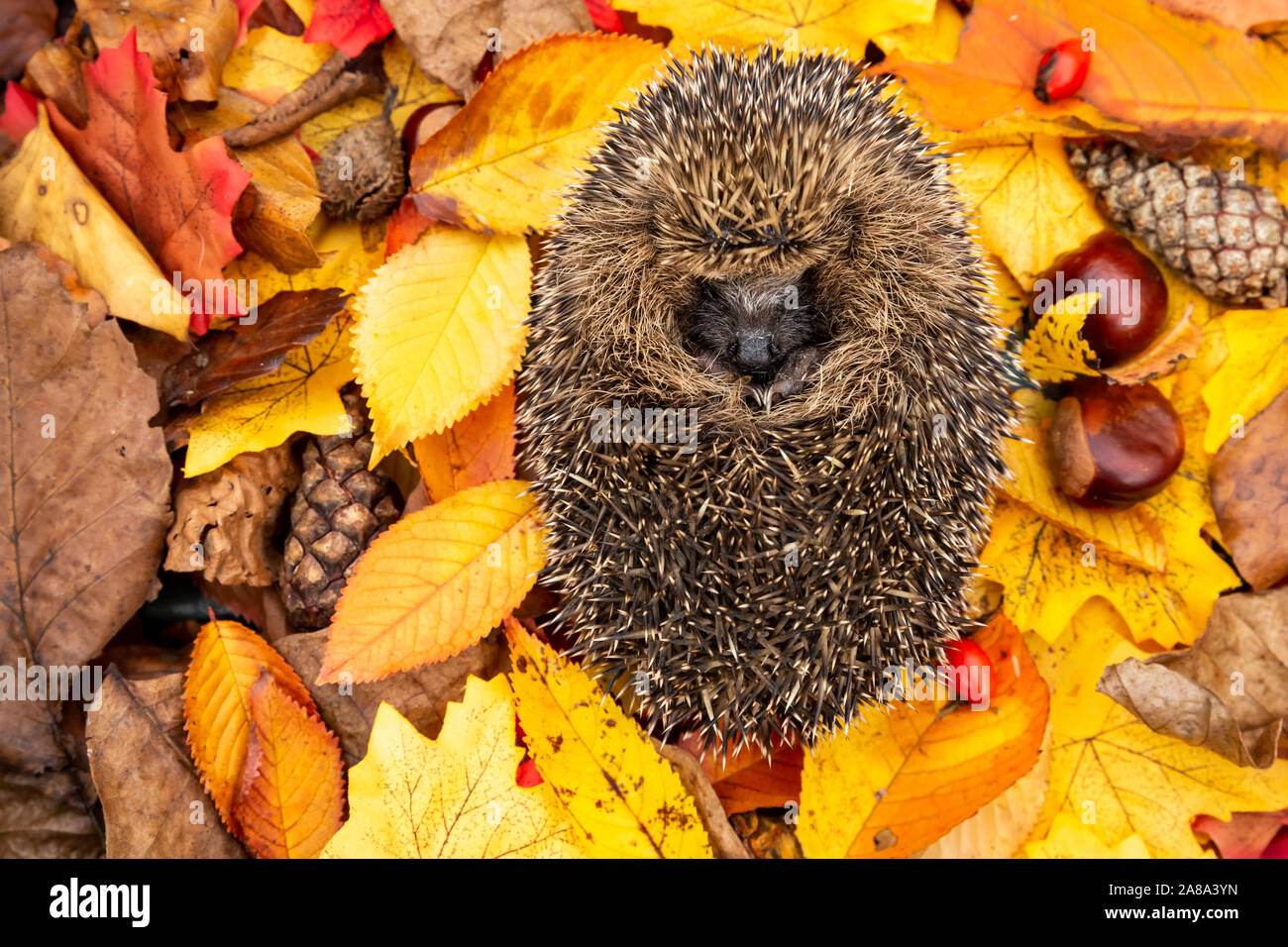 Hedgehog (Scientific name: Erinaceus Europaeus) wild, native, European hedgehog asleep in colourful Autumn leaves, pine cones, chestnuts and rosehips Stock Photo