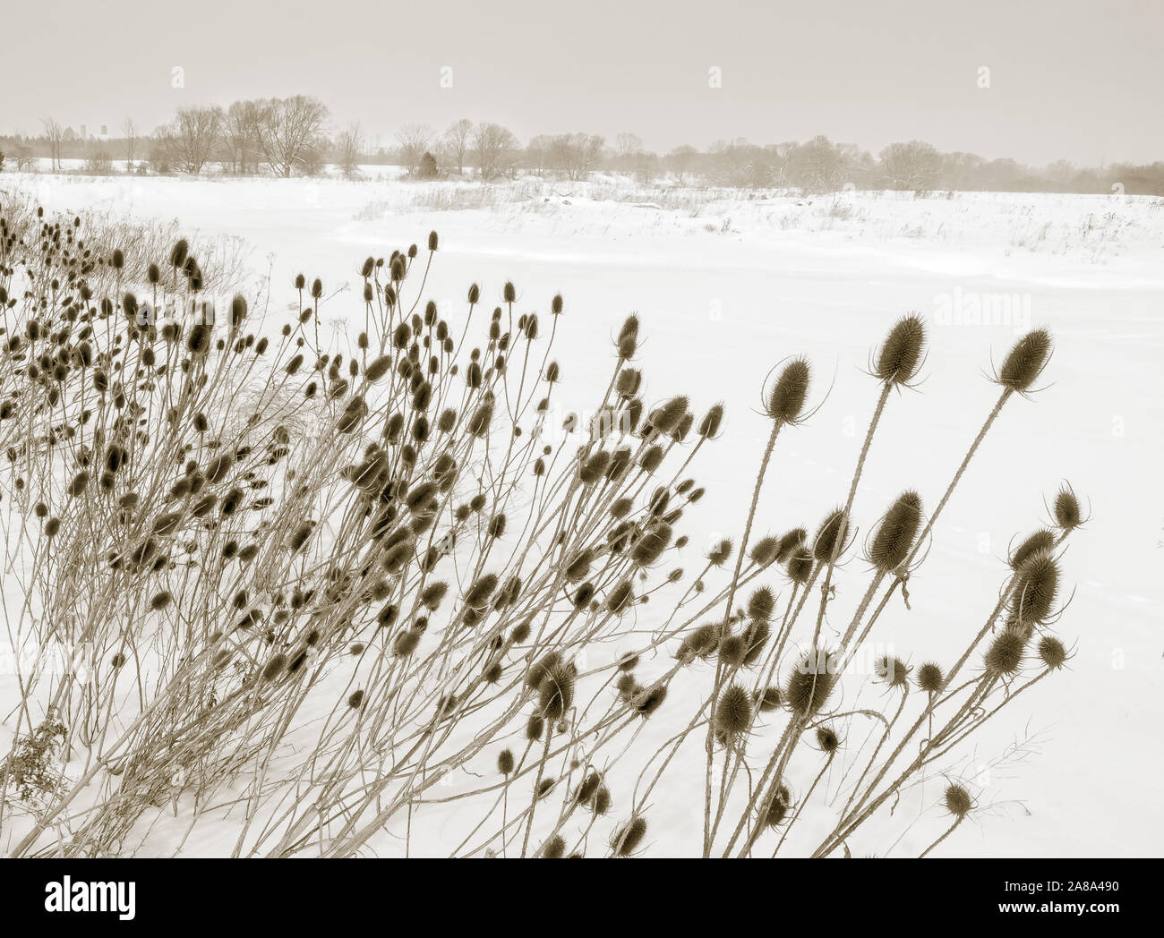 A stand of bare teasel line an expanse of frozen river covered in a blanket of fresh snow with a snowy treelike along the far shore Stock Photo