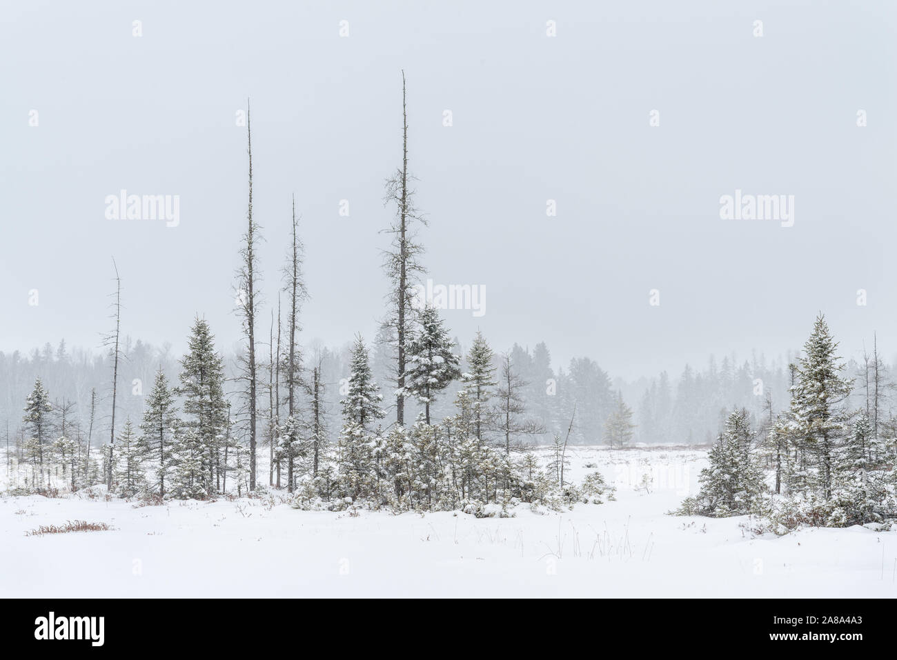 A cold, bleak stand of coniferous trees mark a bog in mid-winter in a desolate, barren landscape Stock Photo