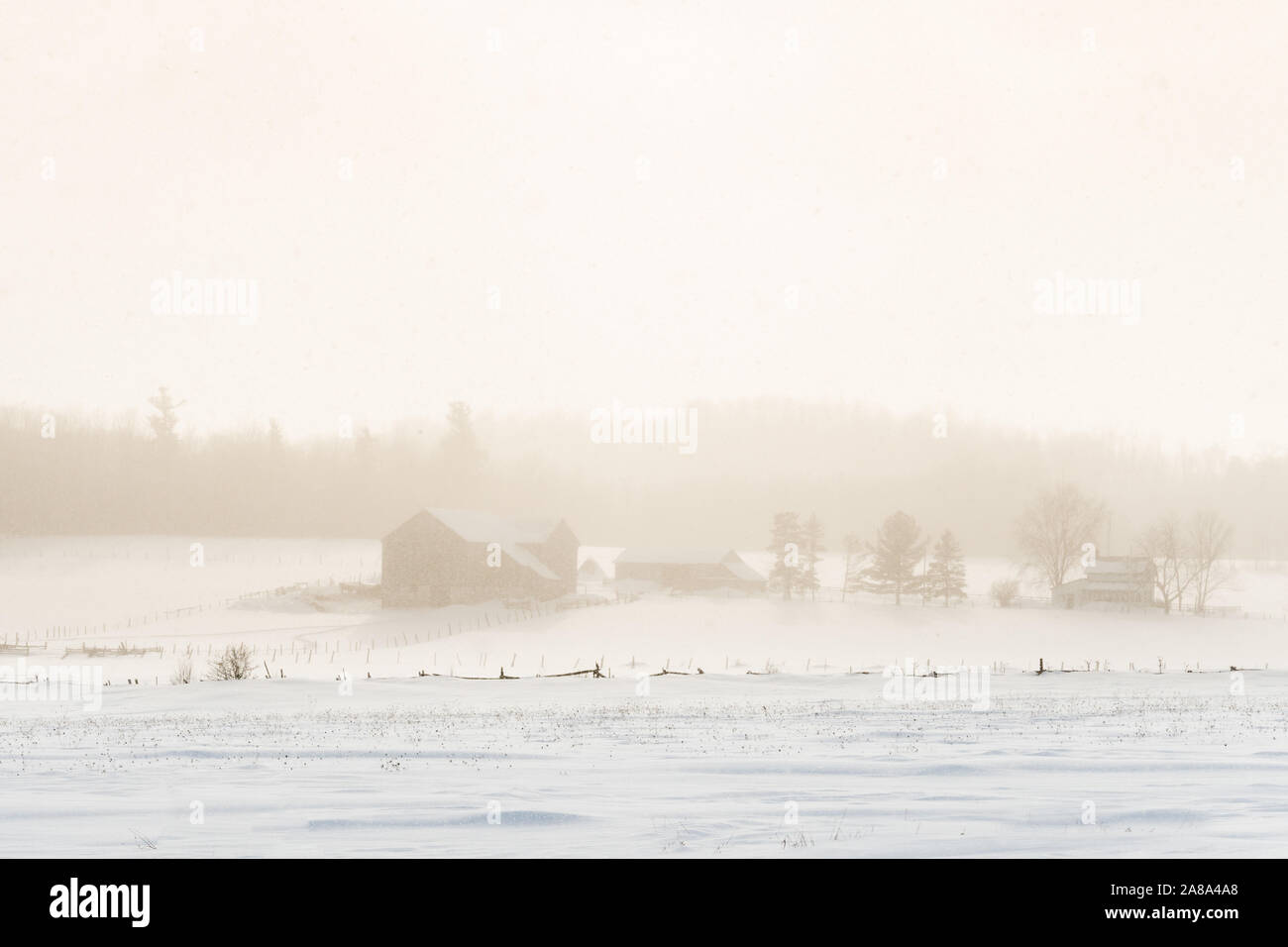 A snow covered farm and barn in a open field with forest behind are obscured by a snow squall in bright warm, golden light Stock Photo