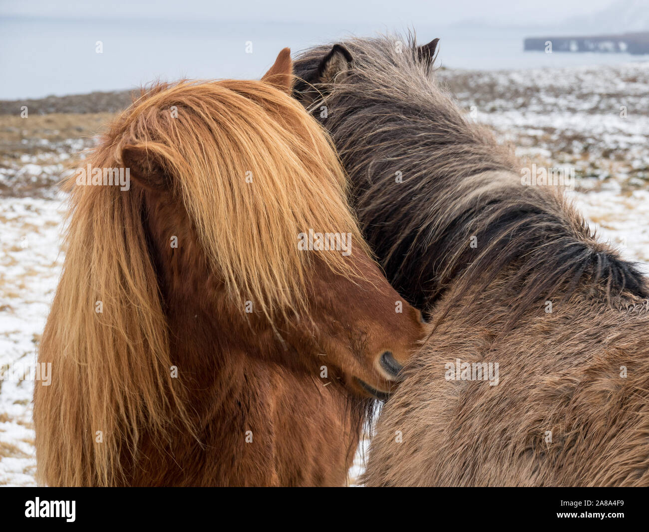 Two beautiful Icelandic horses with long manes nuzzle each other on a snowy paddock in winter in