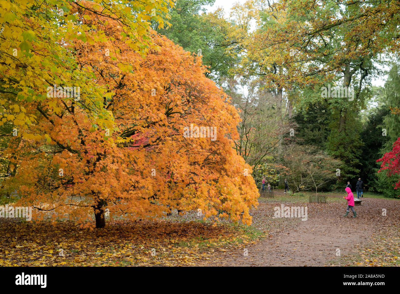 Acer Palmatum ‘Amoenum’. Japanese maple ‘Amoenum’ tree in autumn at ...