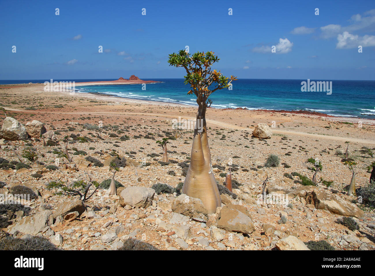 The Bottle tree on Socotra island, Indian ocean, Yemen Stock Photo