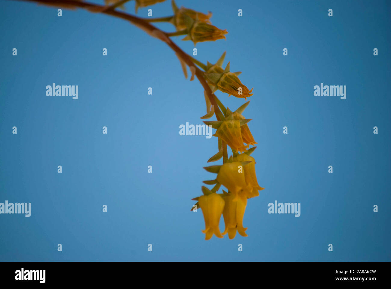 yellow flowers with blue background Stock Photo