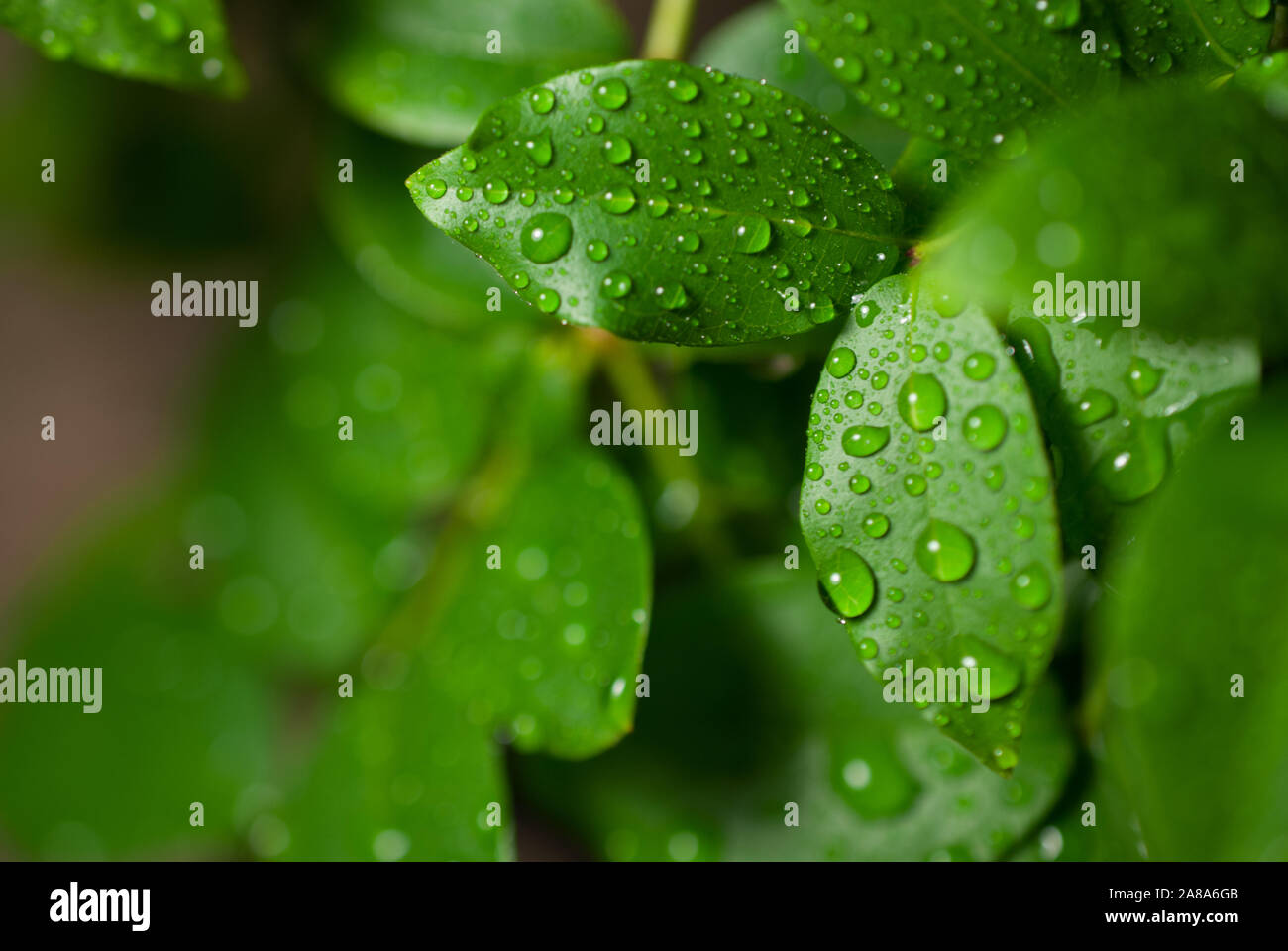 green leaves with water droplets Stock Photo