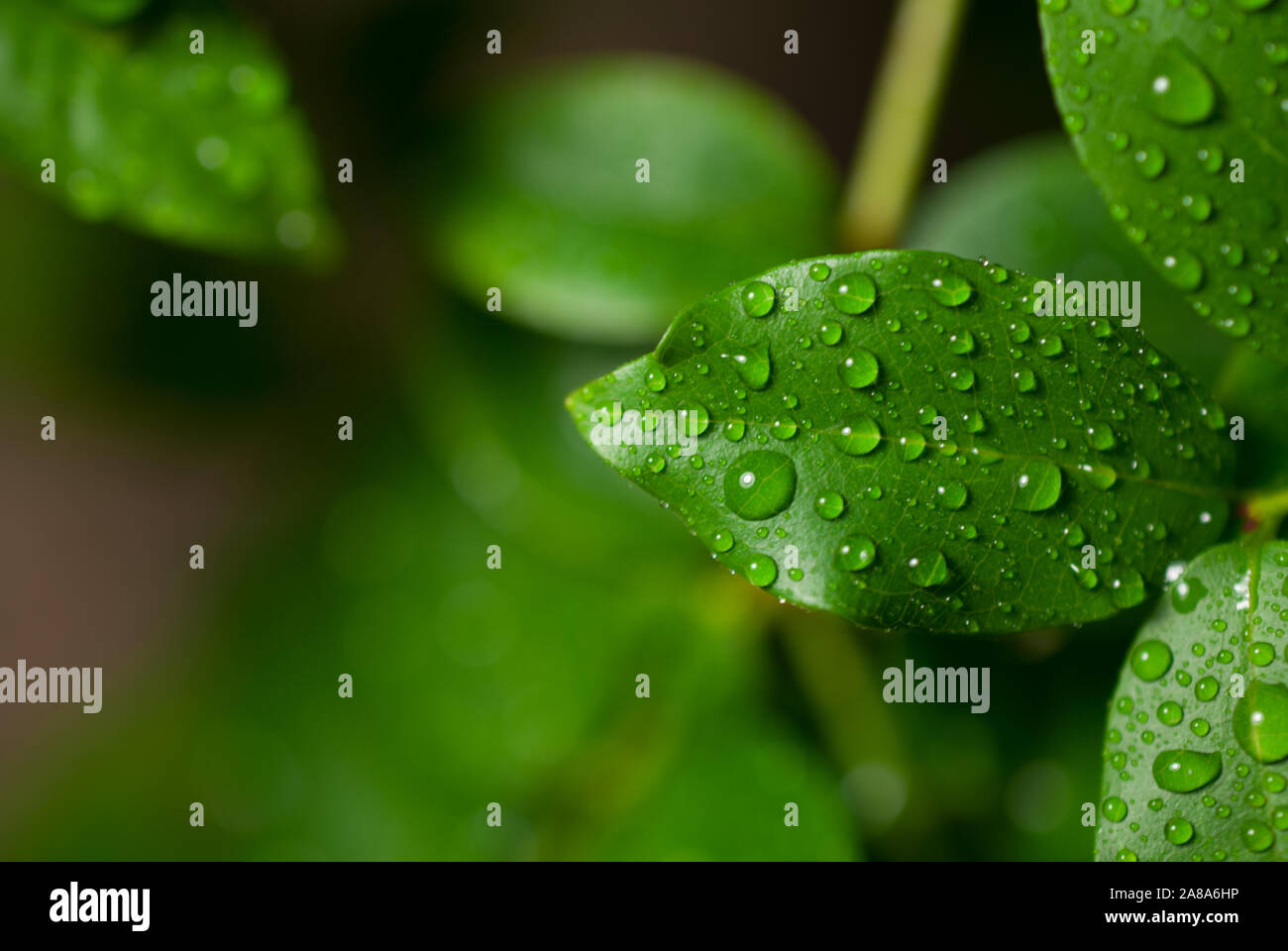 green leaves with water droplets Stock Photo