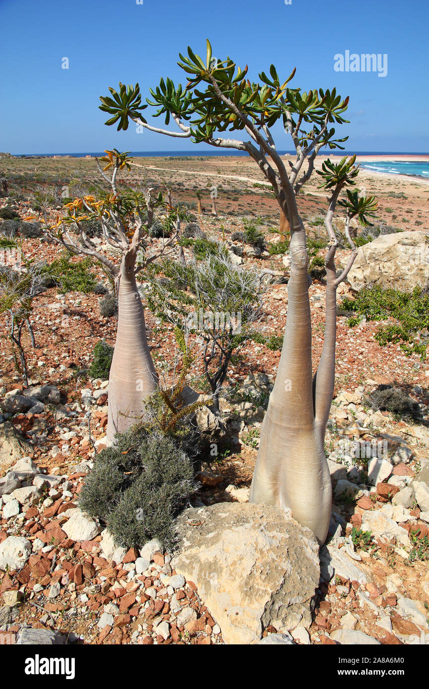 The Bottle tree on Socotra island, Indian ocean, Yemen Stock Photo - Alamy