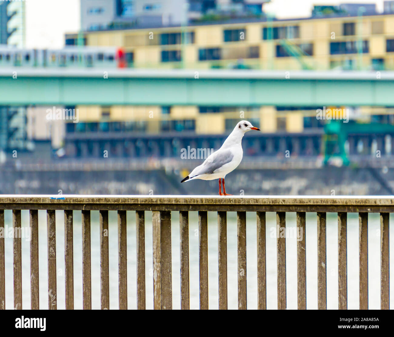A seagull sits on the banks of the Rhine in Cologne. Stock Photo