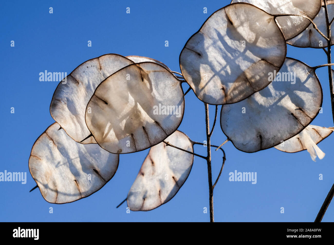 Silvery discs of 'honesty' seed pods, lunaria annua, against a blue summer sky Stock Photo