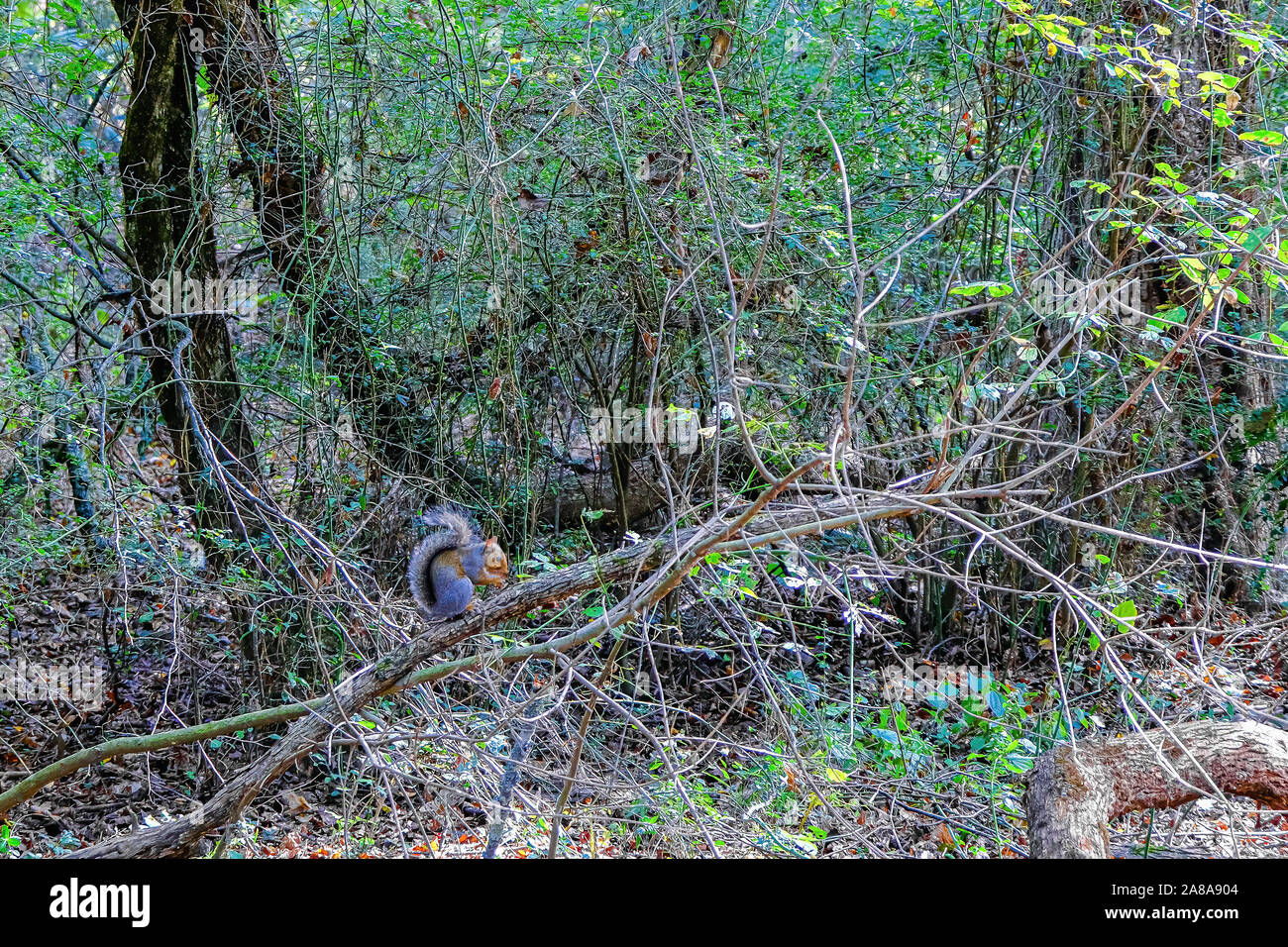Squirrel Perched on Limb Stock Photo