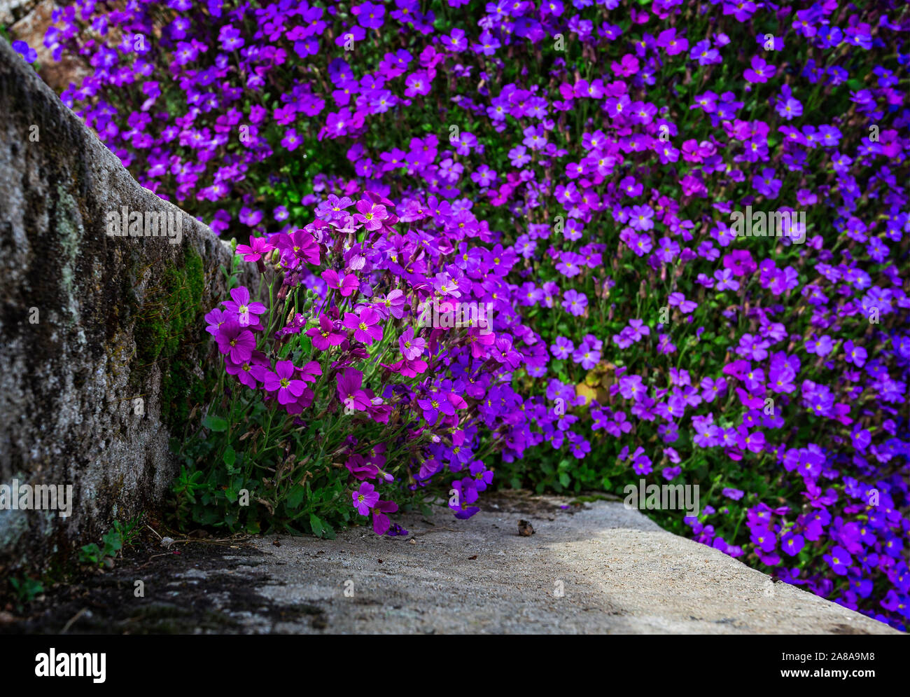 Beautiful purple blue flowers hi-res stock photography and images - Alamy