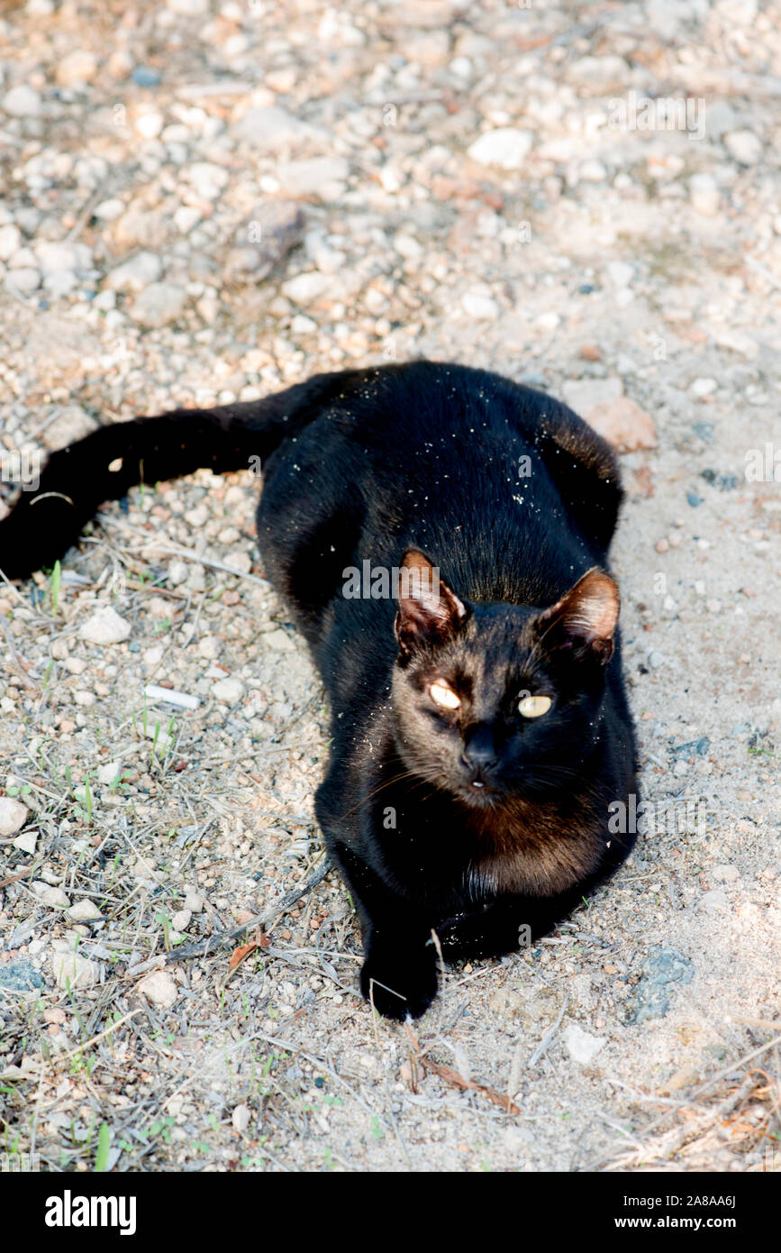 CAT (Cypris) Stock Photo