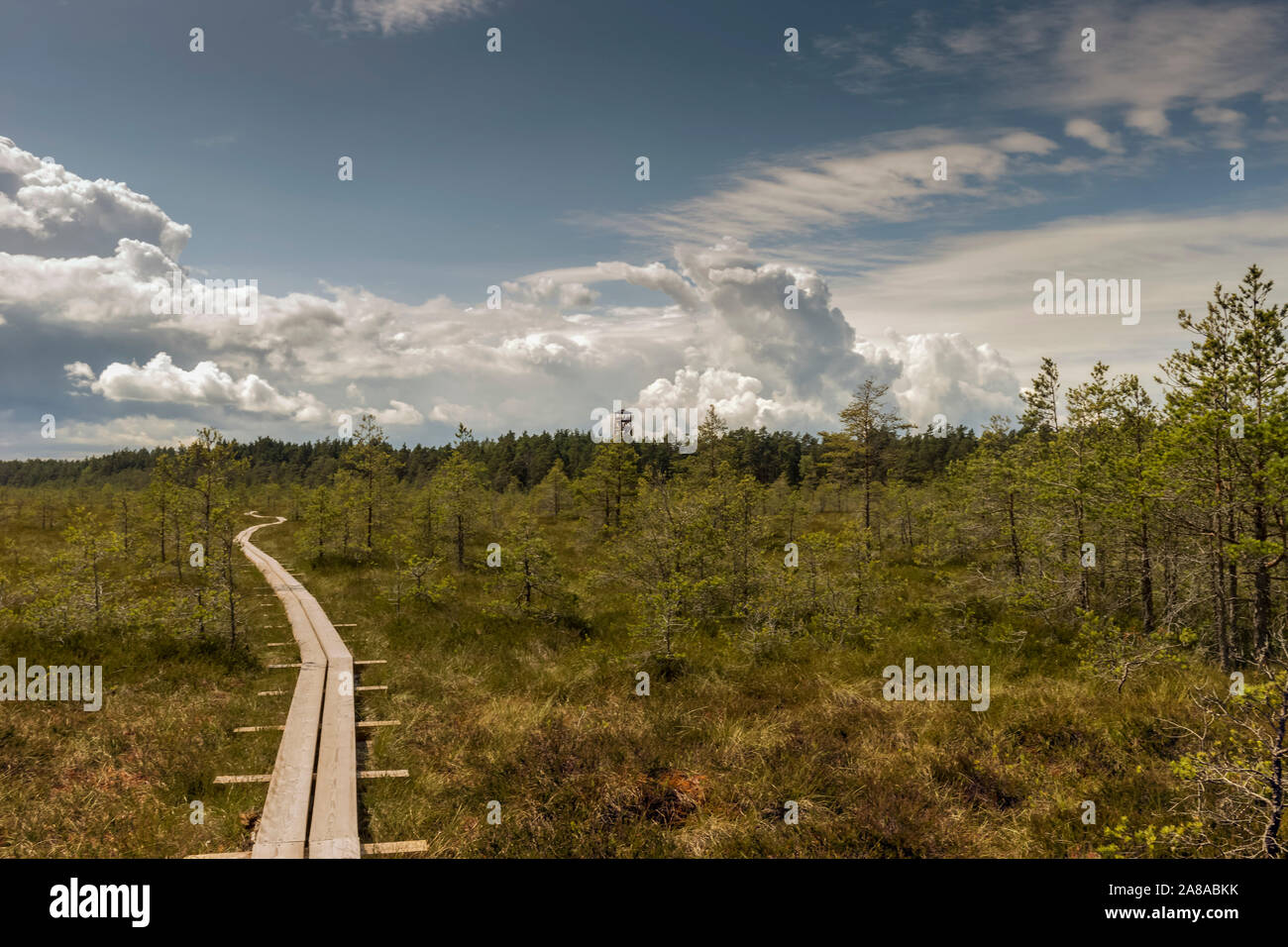 Wooden boardwalk through beautiful forest and swamp. Estonia Stock Photo