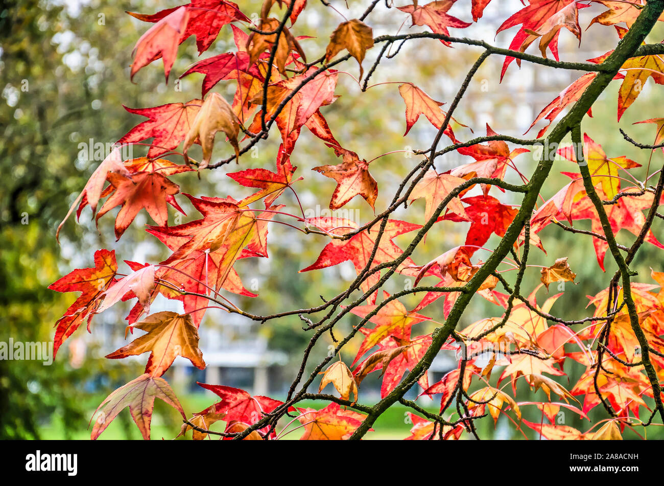 Star Shaped Leaves Stock Photos Star Shaped Leaves Stock Images