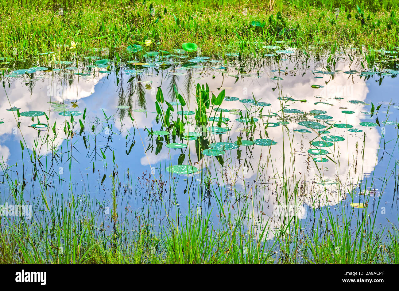 Clouds are reflected in water in the wetlands at Sunset Landing, July 21, 2013, in Tallahassee, Florida. Stock Photo
