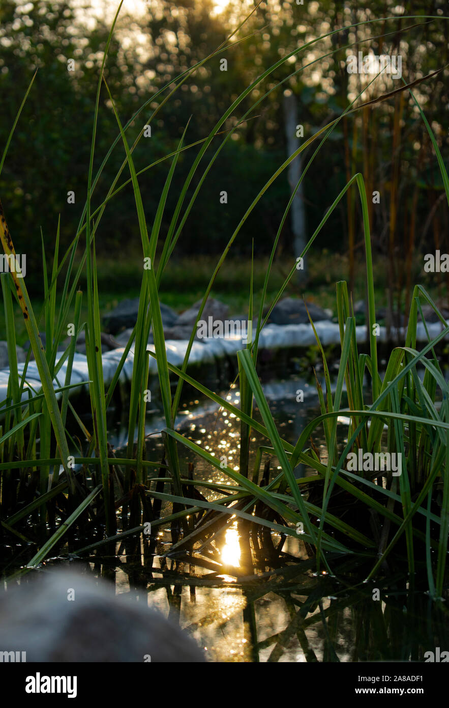 Fish pond with sun reflection Stock Photo