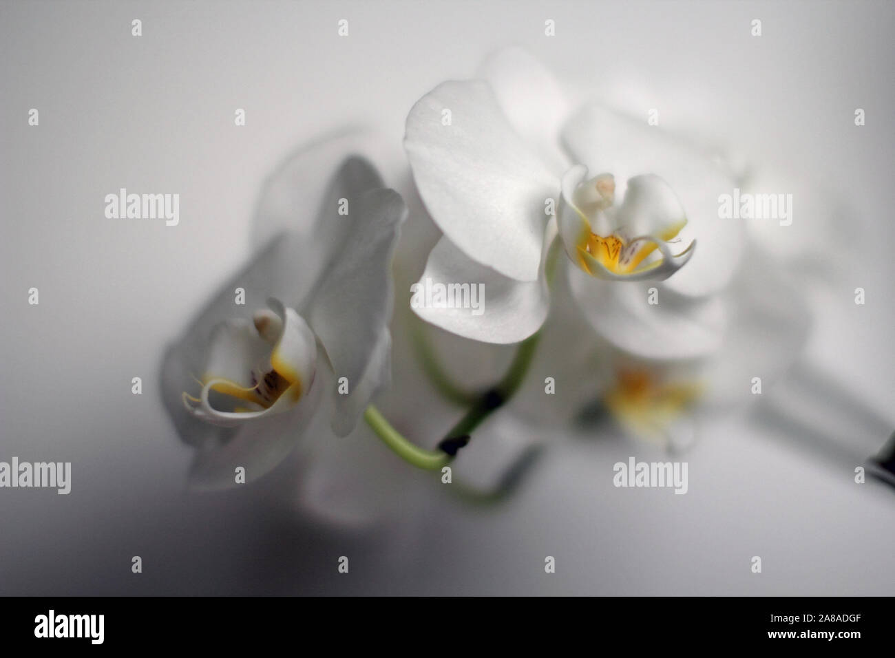 Orchid light blue background hi-res stock photography and images - Alamy