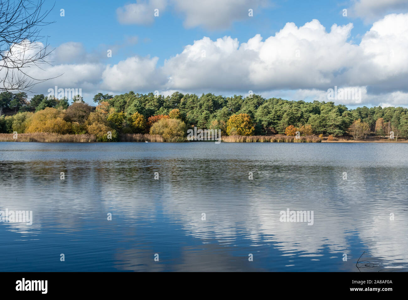 View of Frensham Litlte Pond with autumn colours, Surrey, UK Stock Photo