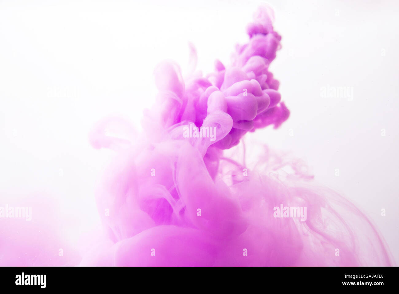 Abstract flowing liquid or purple ink in water on a white background ...