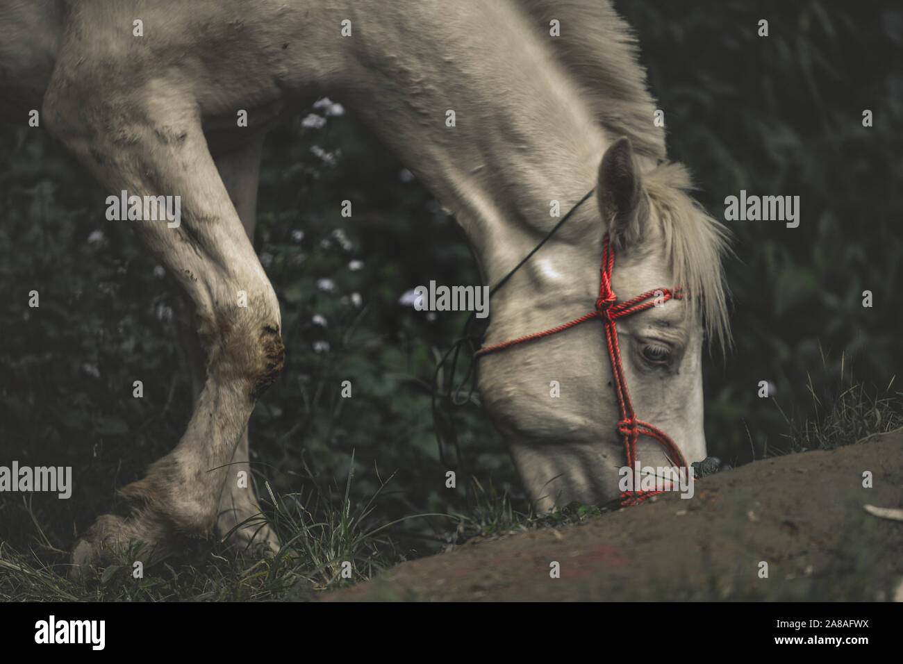 Epic moody close up shot of an abandoned lonely horse grazing in a dark forest by the moonlight Stock Photo