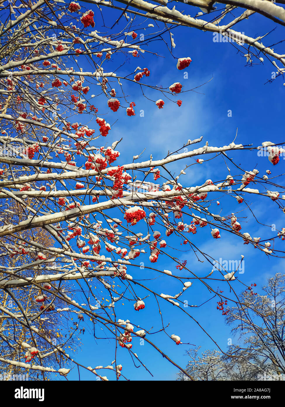 Rowan berry tree hires stock photography and images Alamy